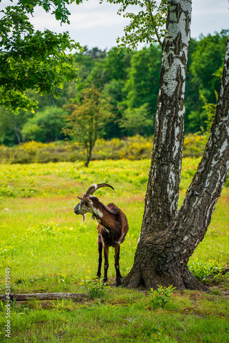 Goat grazing on the heath © Bernhard