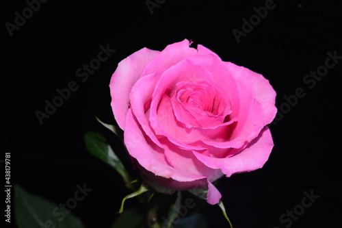 a single pink rose