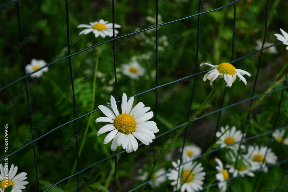 daisies pushing through a fence