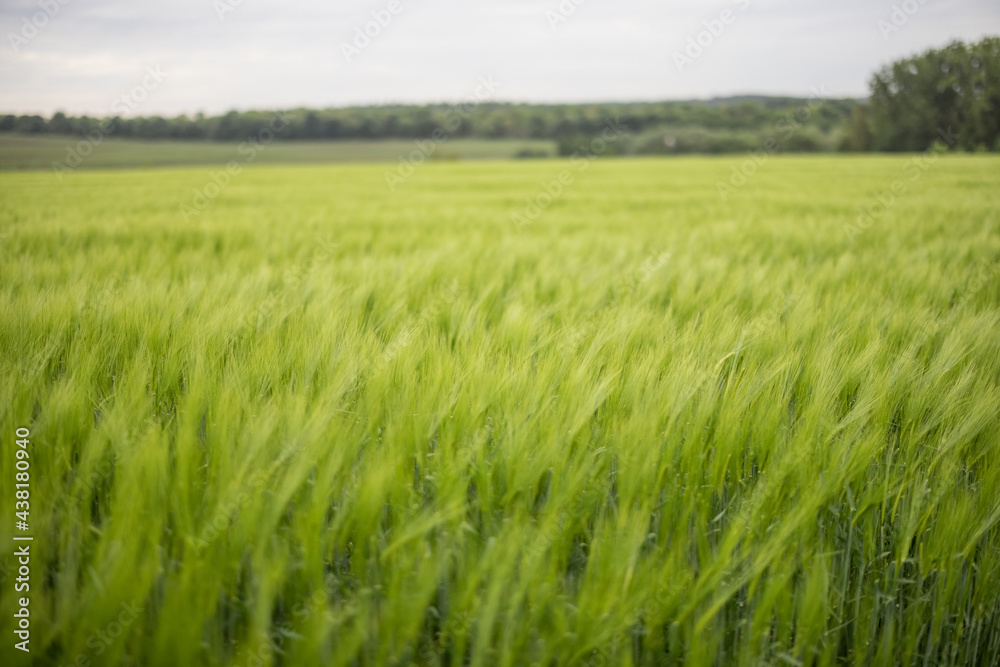 Landscape of fresh green rye field during summer. Agriculture and farming Landscape of fresh green rye field during summer. Agriculture and farming