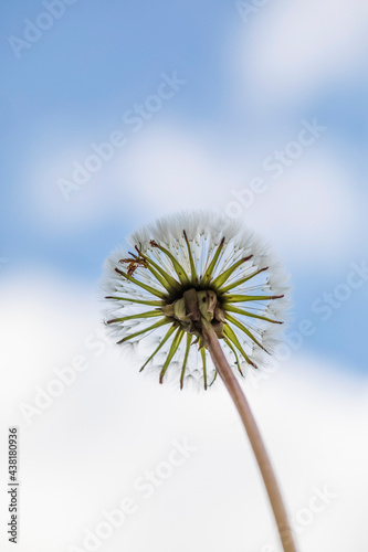 Fluffy dandelion on blurred sky background