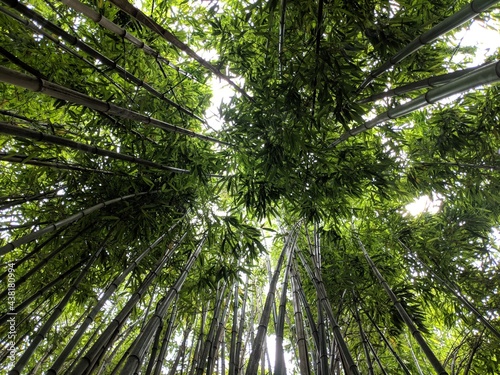 Bambus forest