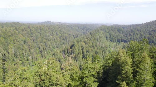 Drone Footage of coastal redwood treetops in the forest mountains.