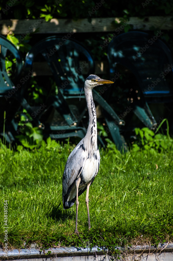 Fototapeta premium Grey heron on the Lancaster canal at garstang, Lancashire.