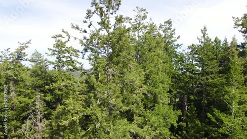 Drone Footage of coastal redwood treetops in the forest mountains.