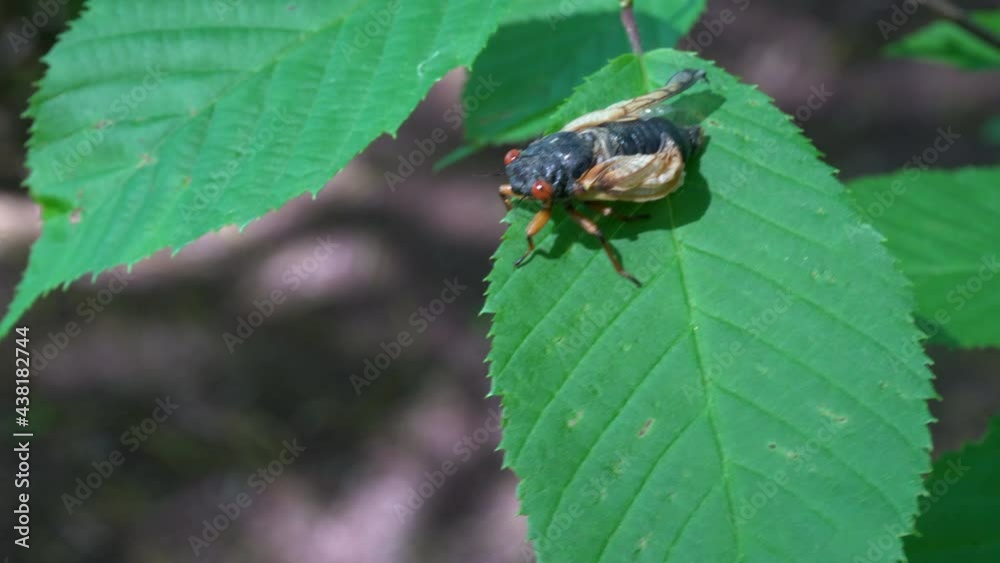 Newly emerged Brood X Cicada rests on leaf as wings inflate. Newly emerged Brood X Cicada rests on leaf as wings inflate.