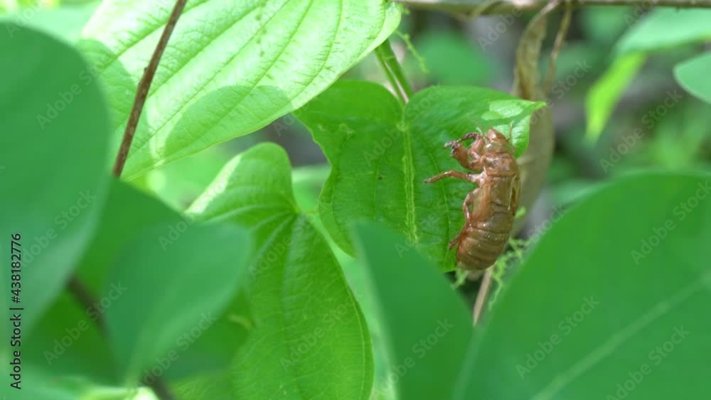 The nymph shell of a Brood X Cicada clings to a leaf. The nymph shell of a Brood X Cicada clings to a leaf.