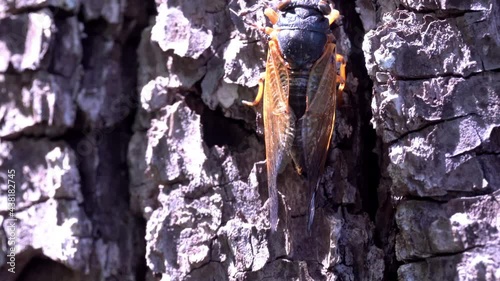 A Brood X Cicada climbs up the bark of a tree. photo