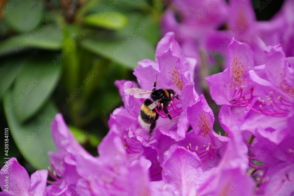 Rhododentron mit Hummel Rhododentron mit Hummel