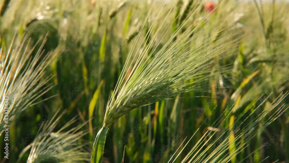 green Spikelets of barley wheat with grain shakes wind. Grain harvest ripens in summer. Agricultural farming concept . High quality 4k footage