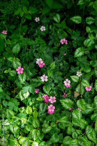 Green forest lush with Oxalis oregana also known as redwood sorrel flower or Oregon oxalis amongst leaves and various foliage in summer nature.
 photo