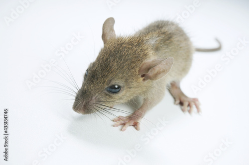 Domestic rat isolated on white background, with selective focus. 