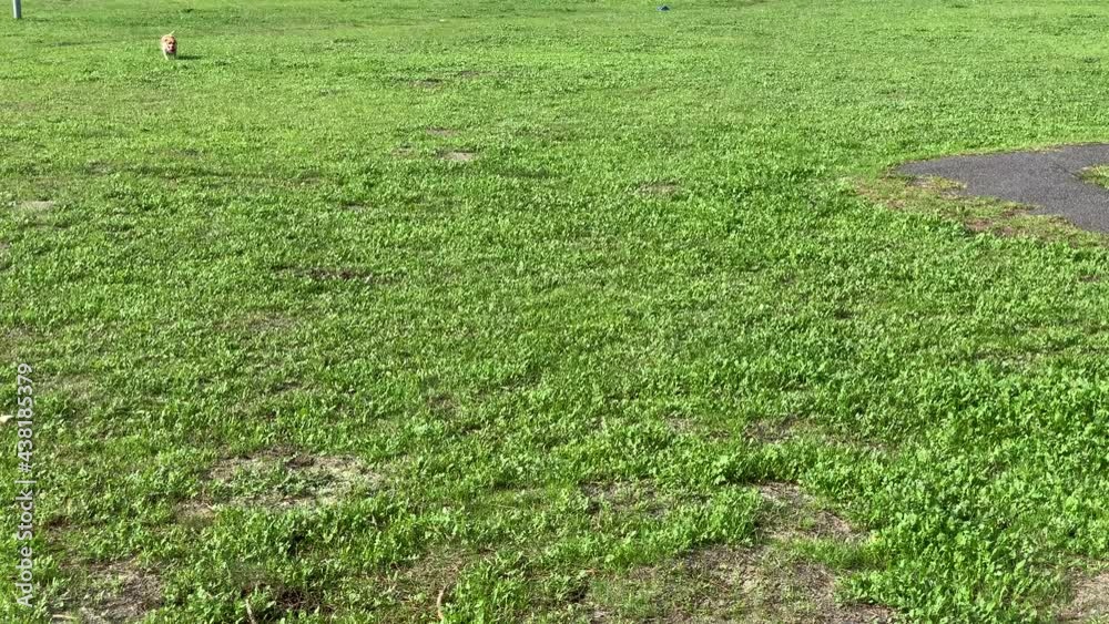 Running dog playing fetch ball green field in the park Running dog playing fetch ball green field in the park