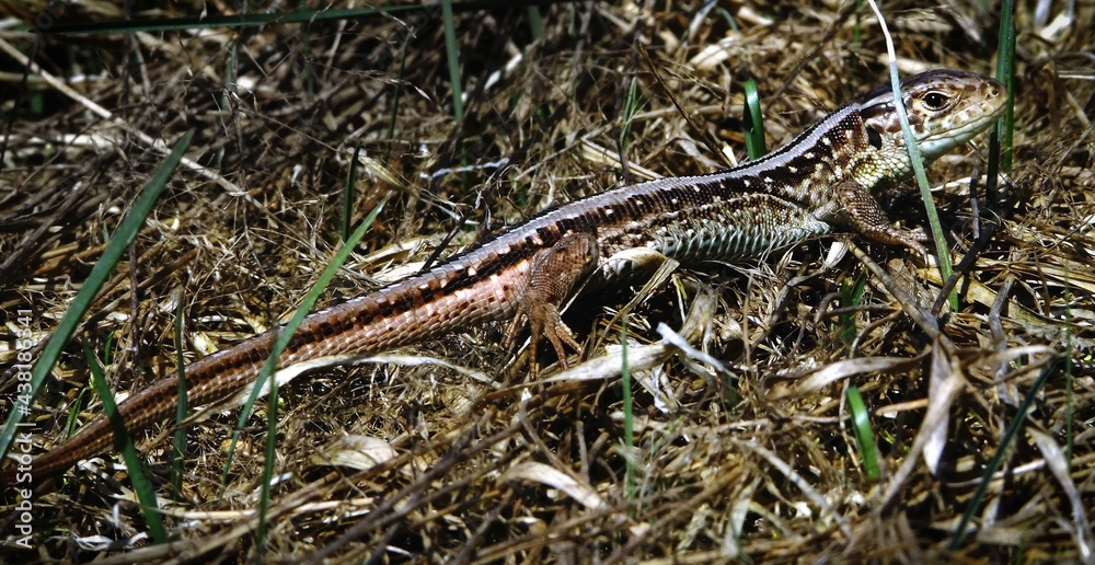 Sand lizard (Lacerta agilis) basking on the edge of the forest. Sand lizard (Lacerta agilis) basking on the edge of the forest.