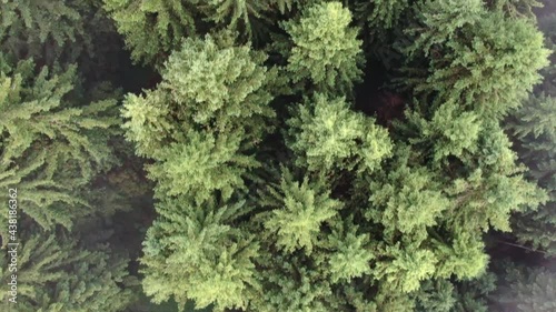 Wallpaper Mural Drone Aerial over Fog Mountain Forest in Alps Northern Italy Torontodigital.ca