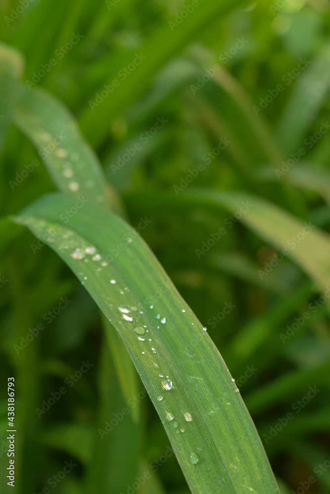 transparent water droplets sparkle in the sun on a leaf in the sunlight, macro.Morning dew drops in the open air.beautiful image of nature transparent water droplets sparkle in the sun on a leaf in the sunlight, macro.Morning dew drops in the open air.beautiful image of nature