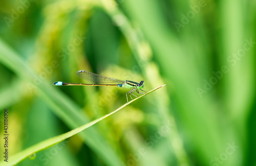 Close up of dragonfly. Beautiful detail of Blue-tailed damselfly during summer day © VietDung