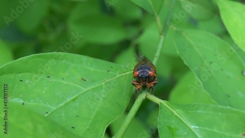 Head-on view of Brood X cicada sitting on plant stem. photo