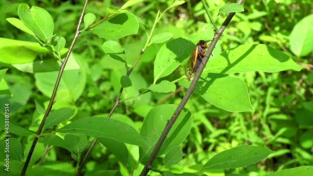 17-year periodical cicada (Brood X) from 2021 crawls up branch of tree sapling. A butterfly flies through shot. 17-year periodical cicada (Brood X) from 2021 crawls up branch of tree sapling. A butterfly flies through shot.