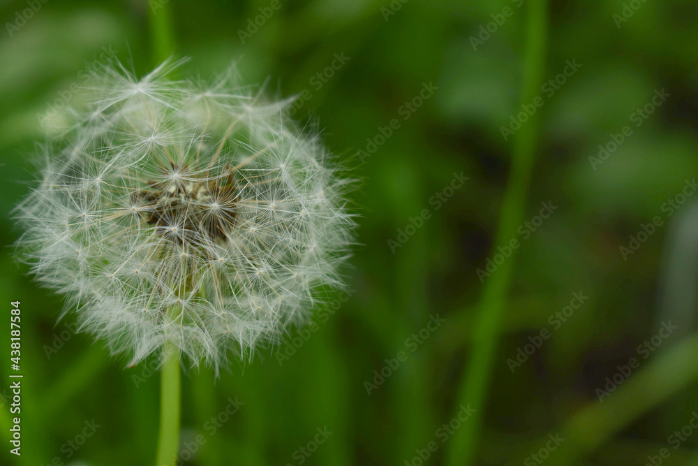 Close-up of a dandelion head on a background of green grass.beautiful view of nature