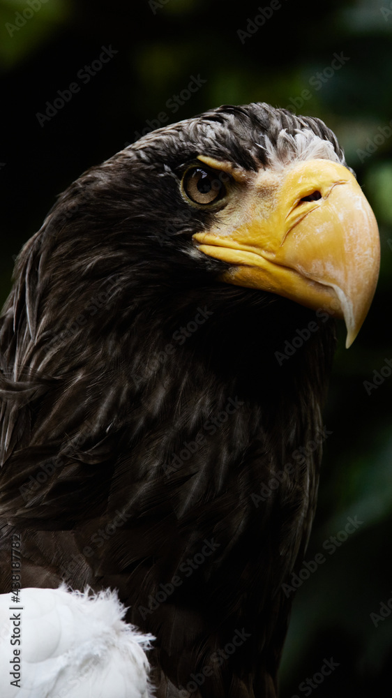 Obraz premium オオワシ Steller's Sea Eagle