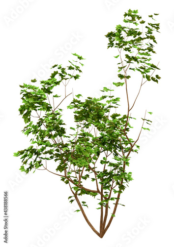 3D Rendering Currant Bush on White