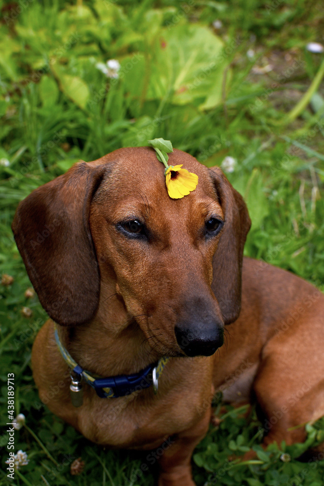 red dachshund with calendula flower on head