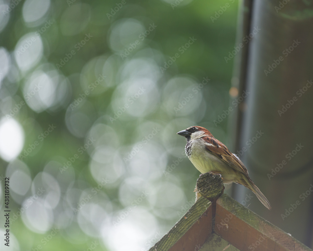 Naklejka premium sparrow perched on a garden trellis