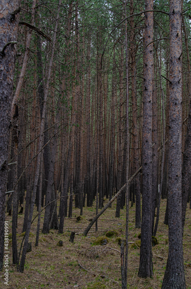 Naklejka premium Pine forest. Many tall coniferous trees