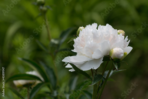 Fototapeta Naklejka Na Ścianę i Meble -  very light pink-white peony flower in the garden