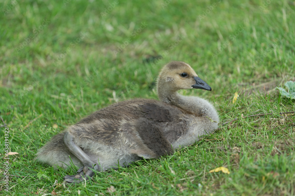 isolated canada goose gosling lounging on grass isolated canada goose gosling lounging on grass