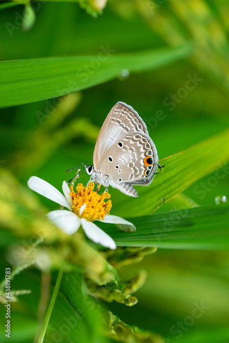 Close up of Butterfly on Flower © VietDung