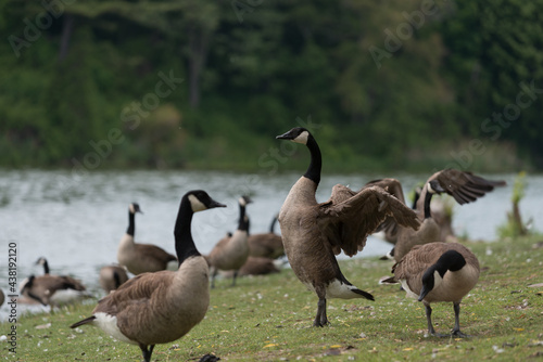 Canada geese (Branta canadensis) stretching with wings out near a pond