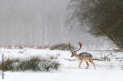 Fototapeta Naklejka Na Ścianę i Meble -  Fallow deer (Dama dama) walking during snowfall in a snow covered landscape - Dunes of Amsterdam, The Netherlands