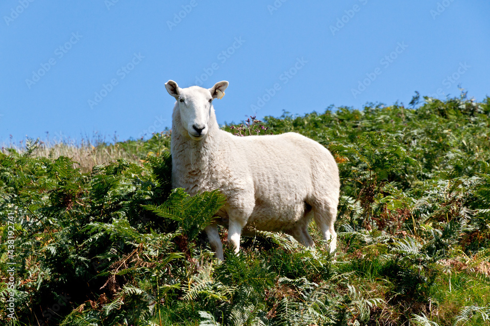 Goat in the mountains 2 Goat in the mountains 2