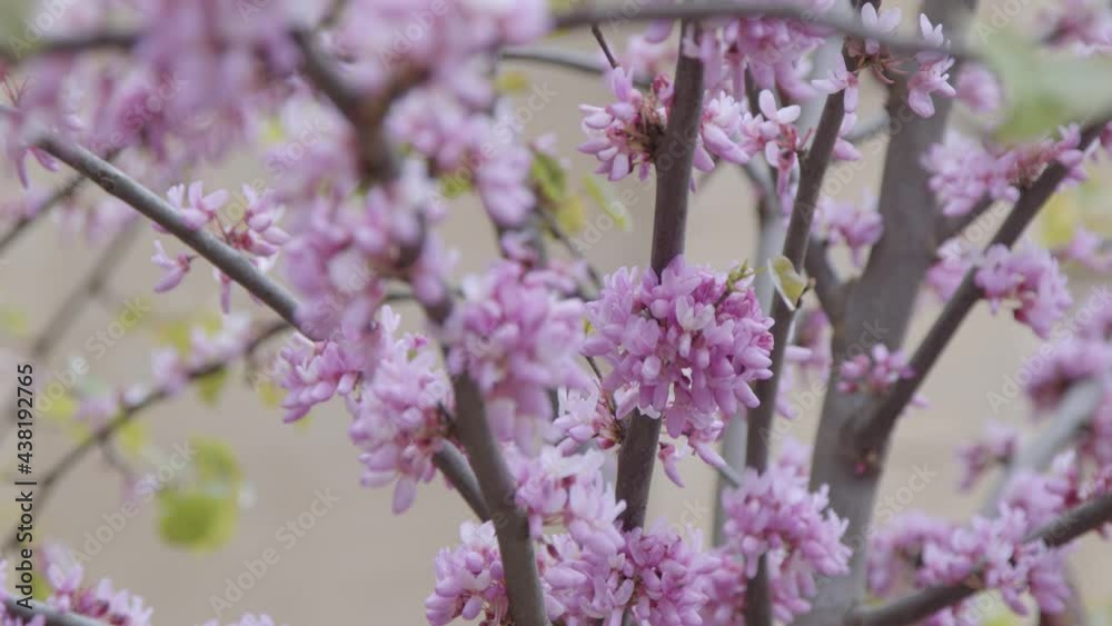 Extreme Close Up Shot of Pink Blossom Branches