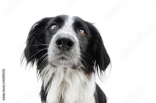 Portrait attentive border collie dog looking at camera. Isolated on white background