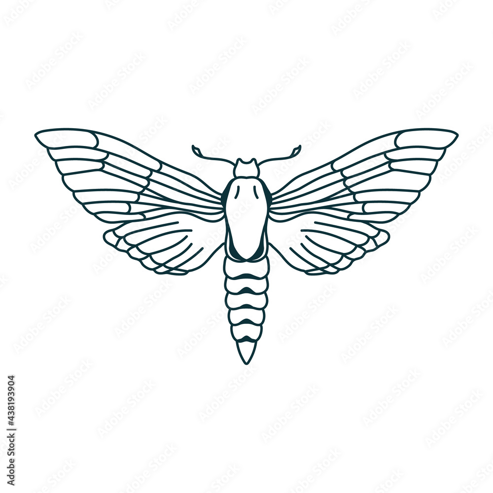 Outline moth drawing Isolated butterfly icon Contour insect template Outline moth drawing Isolated butterfly icon Contour insect template