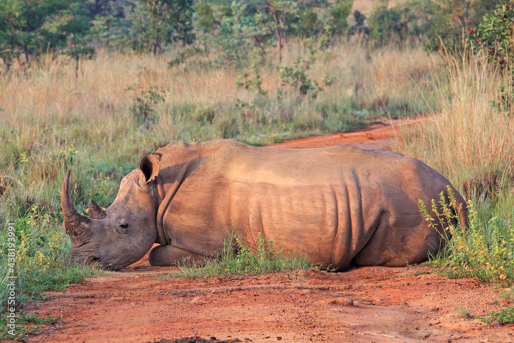 Fototapeta premium Rhino roadblock