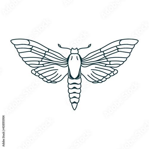 Outline moth drawing. Isolated butterfly icon. Contour insect template. Magician linear template