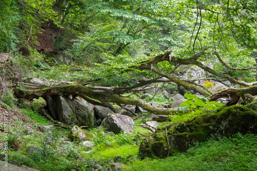 tree in the forest