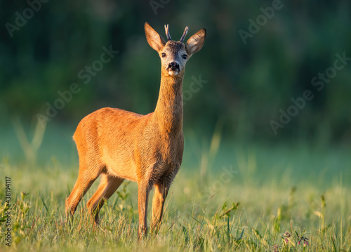 Curious roe deer, capreolus capreolus, buck sniffing with nose high at sunrise with green blurred background. Surprised male mammal with small antlers standing in warm morning sunlight.