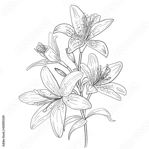 Outline linear art of blooming lily. Hand drawn lilies flower isolated Vector illustration.
