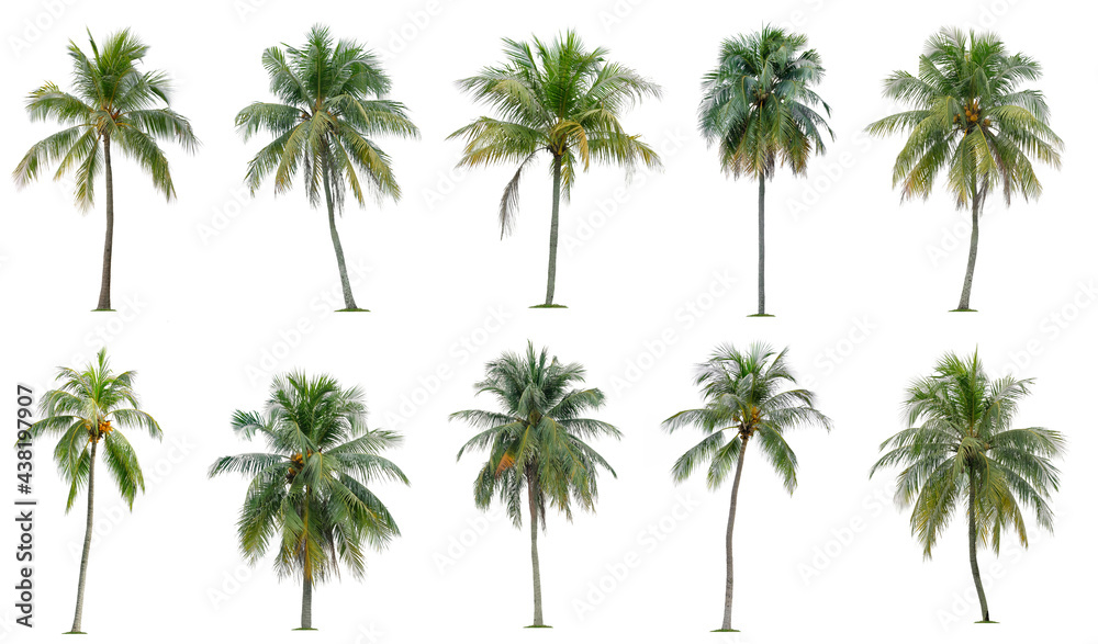 Set of coconut and palm trees isolated on white background, Suitable for use in architectural design, Decoration work, Used with natural articles both on print and website. Set of coconut and palm trees isolated on white background, Suitable for use in architectural design, Decoration work, Used with natural articles both on print and website.
