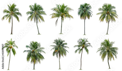 Set of coconut and palm trees isolated on white background  Suitable for use in architectural design  Decoration work  Used with natural articles both on print and website.