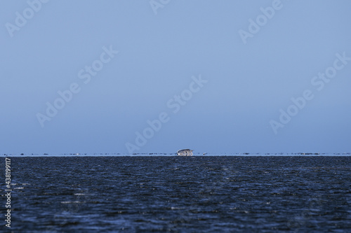 Fotografi fata morgana ( mirage) of coastline with boat