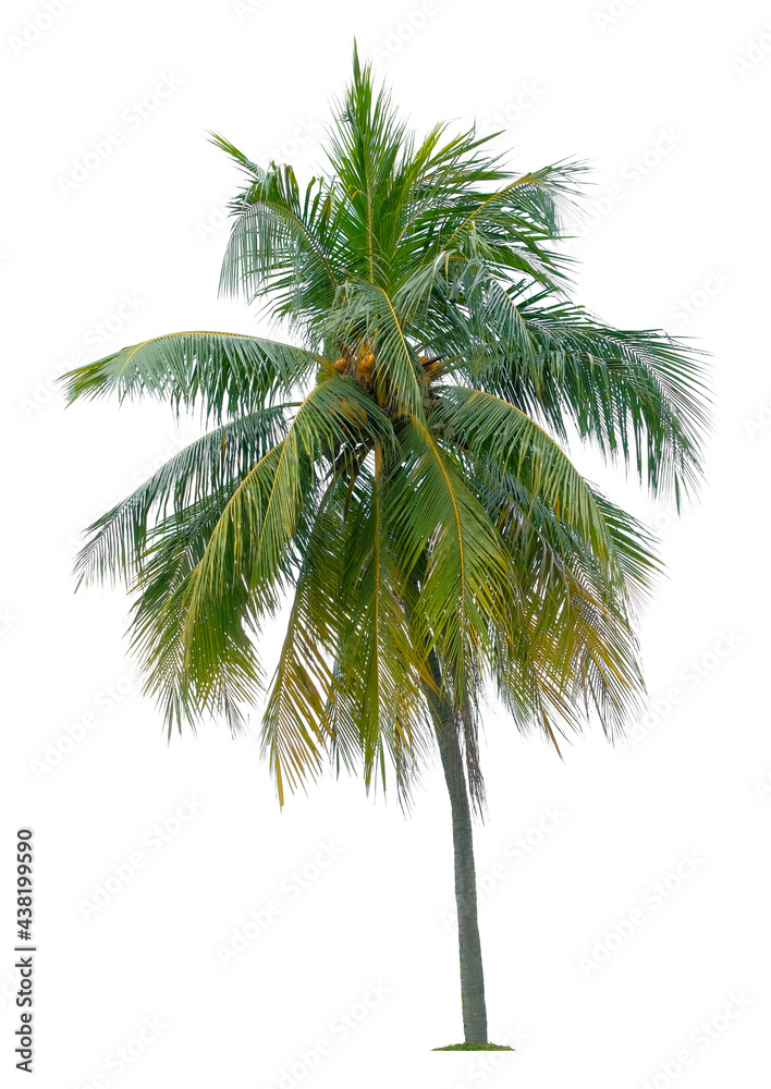 Obraz premium Beautiful coconut palm tree isolated on white background. Suitable for use in architectural design or Decoration work.