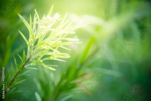 Amazing nature view of green leaf on blurred greenery background in garden and sunlight with copy space using as background natural green plants landscape  ecology  fresh wallpaper.