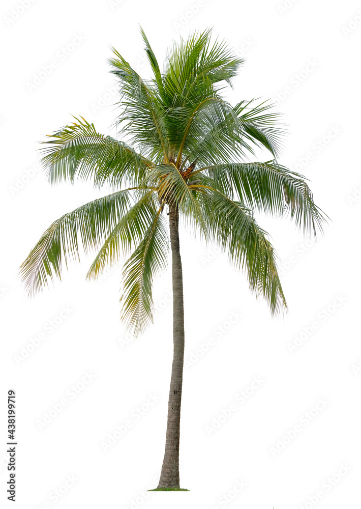 Beautiful coconut palm tree isolated on white background. Suitable for use in architectural design or Decoration work. Beautiful coconut palm tree isolated on white background. Suitable for use in architectural design or Decoration work.