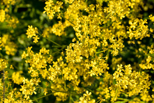 Yellow, small flowers of mustard, close-up on a natural green background. Useful herbs. Summer or spring background.